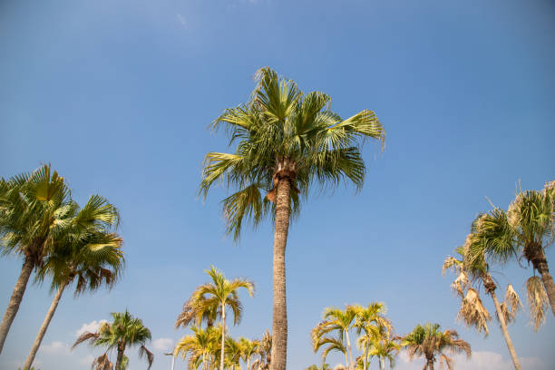 istock coconut tree or coconut palm on the blue sky background. 1144799546