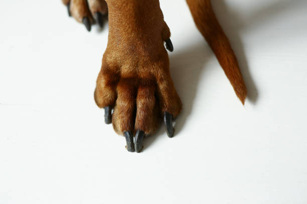 istock View at Rhodesian Ridgeback Dog's paws on white floor in studio 1144799628