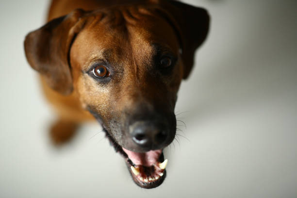 istock Studio shot of a Rhodesian Ridgeback Dog on white Background in studio 1144799635