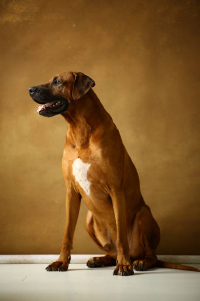 istock Studio shot of a Rhodesian Ridgeback Dog on brown Background 1144799704