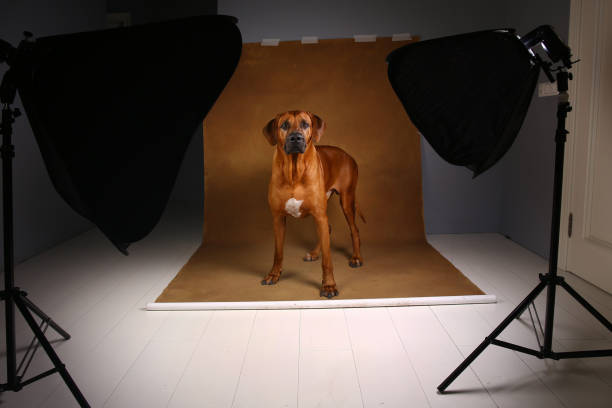 istock Studio shot of a Rhodesian Ridgeback Dog on brown Background in studio 1144799748