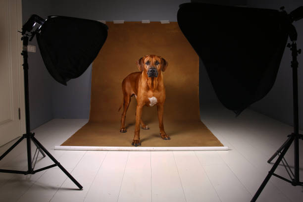 istock Studio shot of a Rhodesian Ridgeback Dog on brown Background in studio 1144799751
