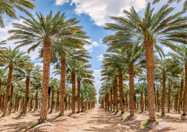 istock Plantation of date palms, spring time in desert area 1144800183