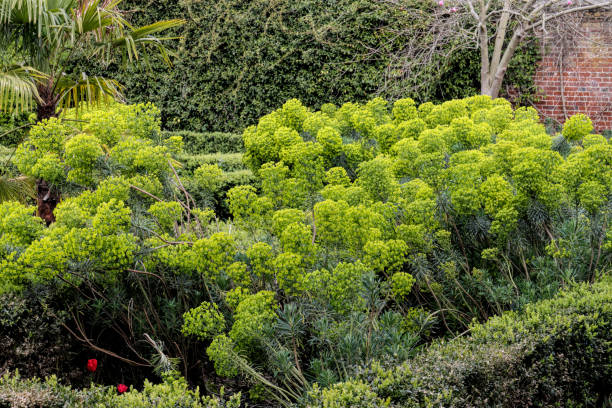 jardin vert globulaire euphorbia characias - globular photos et images de collection