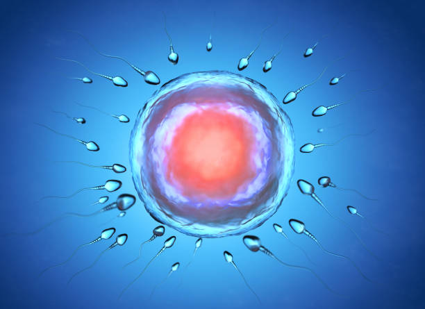 istock Illustration of sperm and egg cell 1144800603