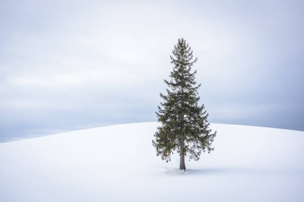 istock Biei, Japan at the Christmas Tre 1144802534