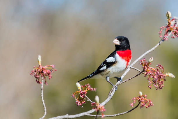 Male bird in springtime