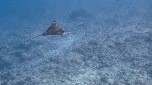 istock Eagle ray swims gracefully near the surface in Apo Reef, Mindoro. 1144804850