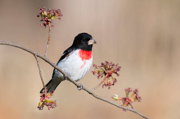 istock Rose-breasted grosbeak, pheucticus ludovicianus, male bird perching 1144805054