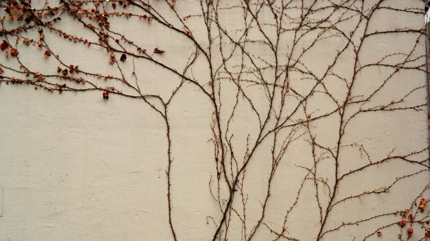 istock BOSTON IVY IS AUTUMN 1144805483