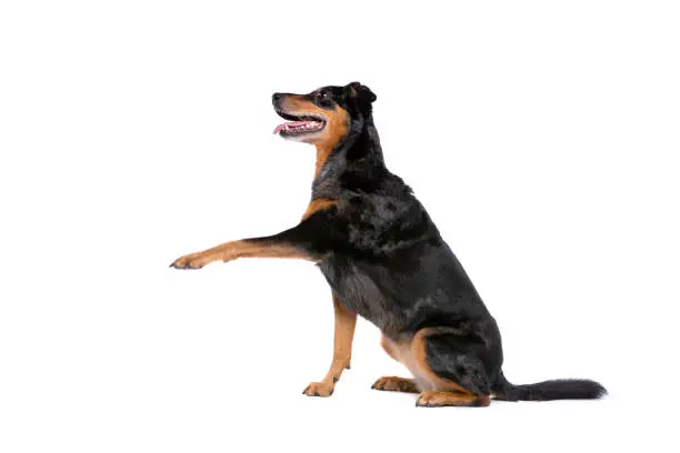 Beauceron or French Short haired Shepherd in front of a white background