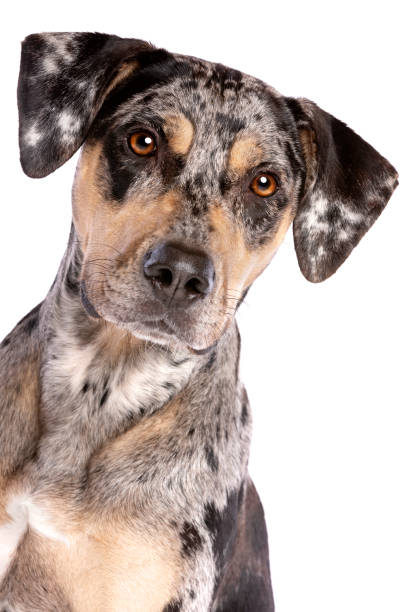 istock Louisiana Catahoula Leopard dog 1144805729