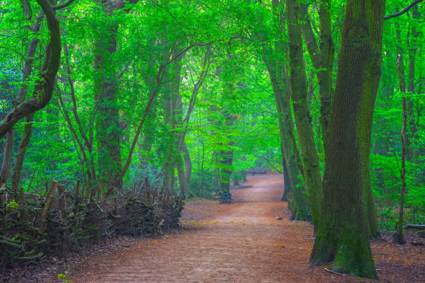 istock Highgate wood in North London 1144807087
