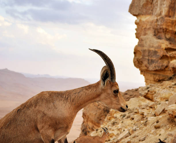 istock Nubian Ibex.  Ramon crater, Negev Desert, Israel. 1144808564