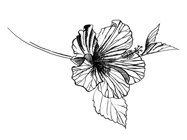 Hibiscus – artystyczna grafika wektorowa