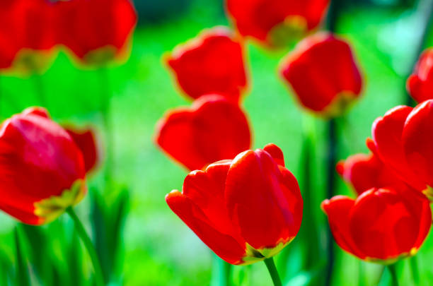 istock Tulips plants green grass 1144809361
