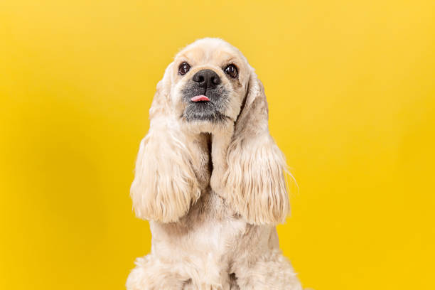 istock Studio shot of american spaniel playing 1144809421