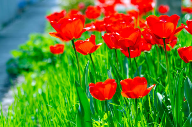 istock Tulips plants green grass 1144809473