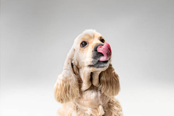 istock Studio shot of american spaniel playing 1144809548