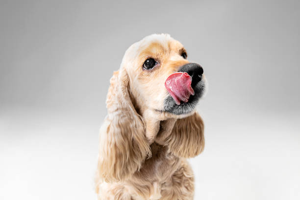 istock Studio shot of american spaniel playing 1144809550