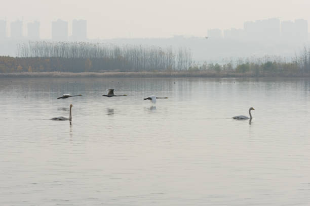 istock Swan flying in the air 1144810963