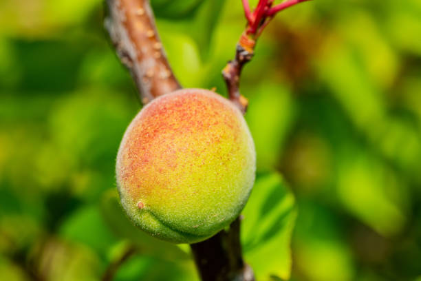 immature apricots on the branch