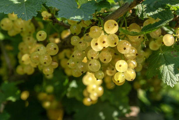 istock A bunch of white currant berries on a branch close-up. Ribes niveum 1144811881