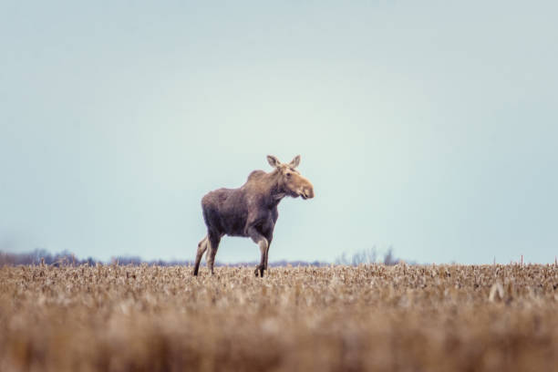 istock Moose female in a field in spring 1144811975