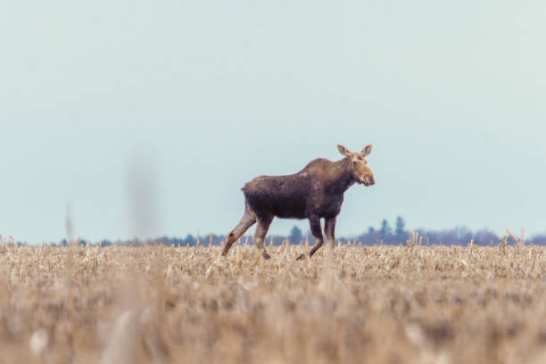istock Moose female in a field in spring 1144812042