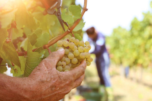 포도 수확 - chenin blanc 뉴스 사진 이미지