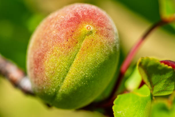 immature peach on the branch
