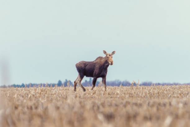 istock Moose female in a field in spring 1144812081