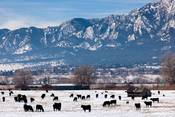 istock Cows in front of the snowy Rocky Mountains at Boulder, CO 1144812287