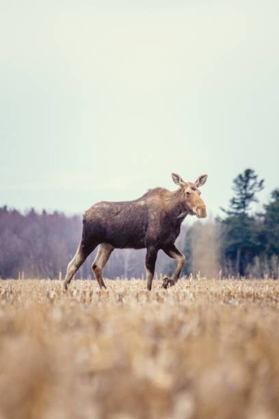 istock Moose female in a field in spring 1144812290