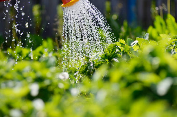 istock Watering the plants in the garden. 1144812652