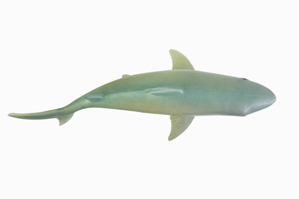 istock figure toy white shark isolated closeup image. 1144813299