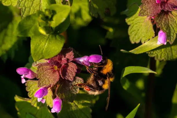 Field bumblebee head on flower