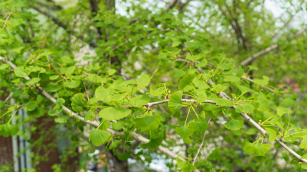 istock Fresh green leaves in spring 1144813442