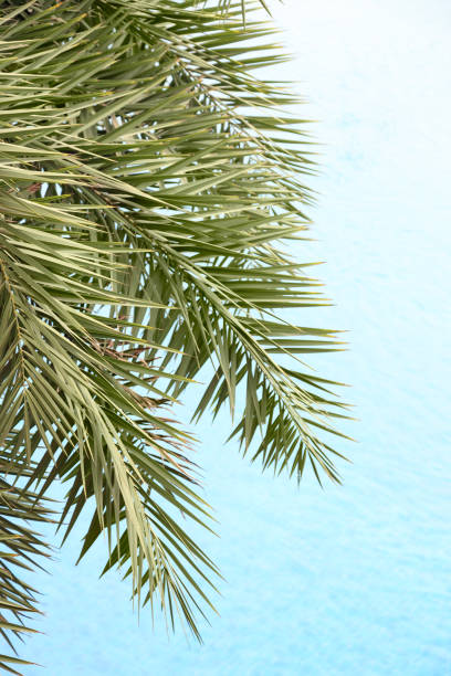 las hojas de palma frescas en el hermoso fondo de agua limpia. plantas tropicales en el complejo de playa. - water rainforest frond tropical climate fotografías e imágenes de stock