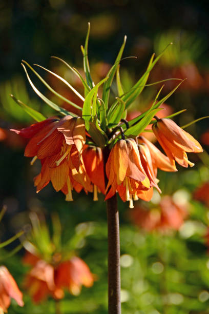 istock fritillaria ,,satie