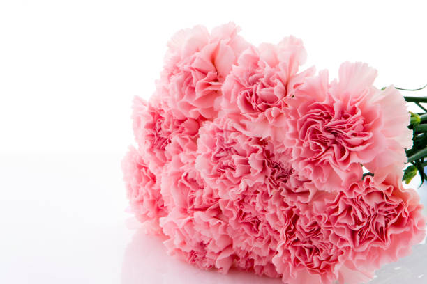 istock Mother's Day, carnations, pink carnations, 1144813588