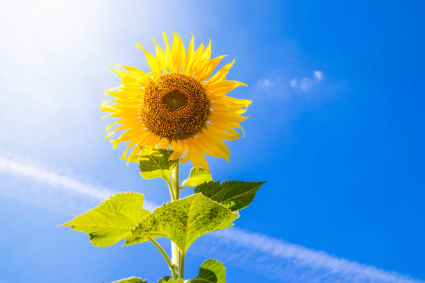 istock Close up sunflower and blue sky 1144813824