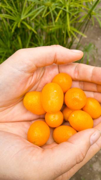 istock Kumquats Harvest in Spring 1144813826