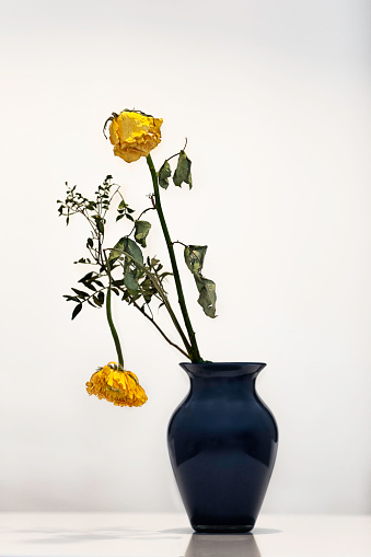 two withered yellow flowers in a blue vase