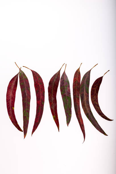 istock Colorful autumn leaves on white background 1144815564