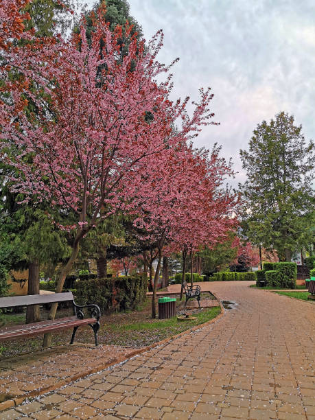 istock Cherry blossom tree on park alley 1144815908