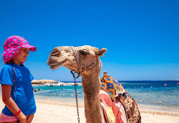 istock Smiling Young Girl Bonding With a Camel in Egypt 1144818487