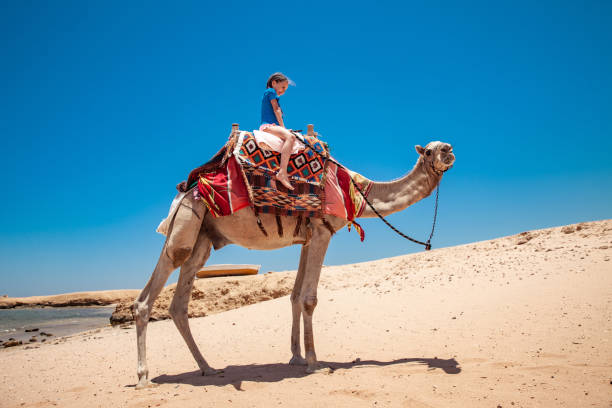Head shot of an arabian camel in the desert near Dubai with a quad in the background.