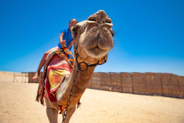 istock Young Girl Riding a Camel in Desert in Egypt 1144818498