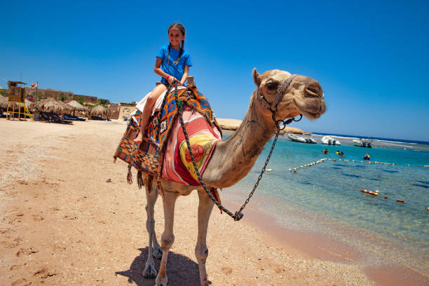 istock Smiling Young Girl Riding a Camel on Coastline in Egypt 1144818506